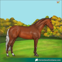 Horse Color:Silver Bay 