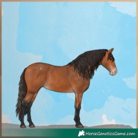Horse Color:Bay Appaloosa 