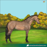 Horse Color:Bay Dun