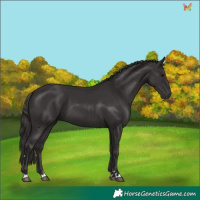 Horse Color:Smoky Black