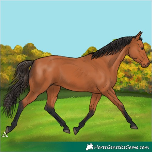 Horse Color:Bay 