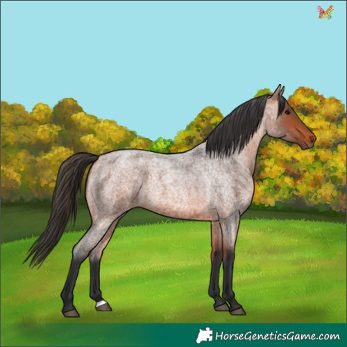 Horse Color:Bay Roan 