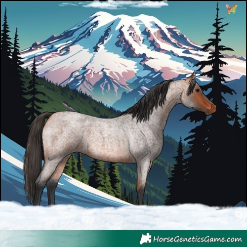 Horse Color:Bay Roan 