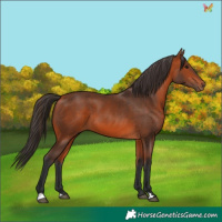 Horse Color:Bay 