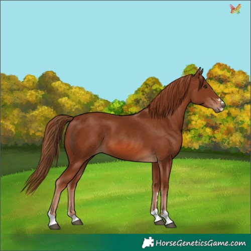 Horse Color:Chestnut 