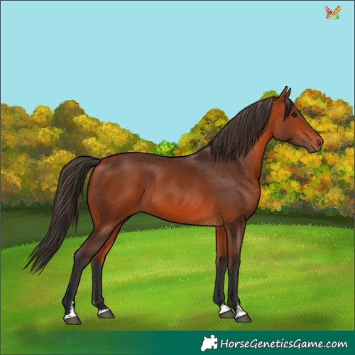 Horse Color:Bay 