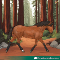 Horse Color:Bay 