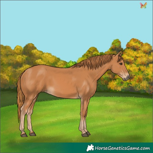 Horse Color:Chestnut 