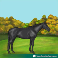 Horse Color:Black 