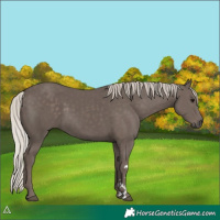 Horse Color:Silver Black 