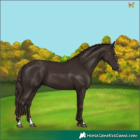Horse Color:Liver Chestnut 
