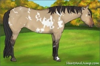 Horse Color:White Spotted Bay Dun