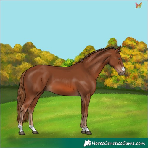 Horse Color:Chestnut 