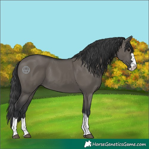 Horse Color:Grullo