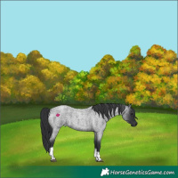 Horse Color:Blue Roan Tobiano
