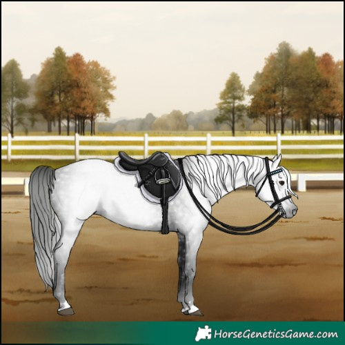 Horse Color:Gray Black 