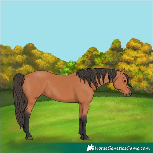 Horse Color:Bay 