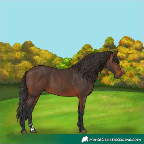 Horse Color:Brown 