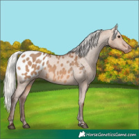 Horse Color:Silver Brown Dun Appaloosa 