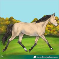 Horse Color:Buckskin 
