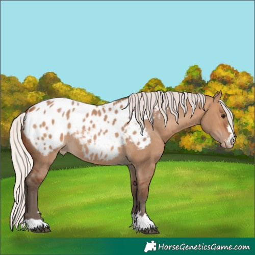 Horse Color:Silver Brown Dun Appaloosa 