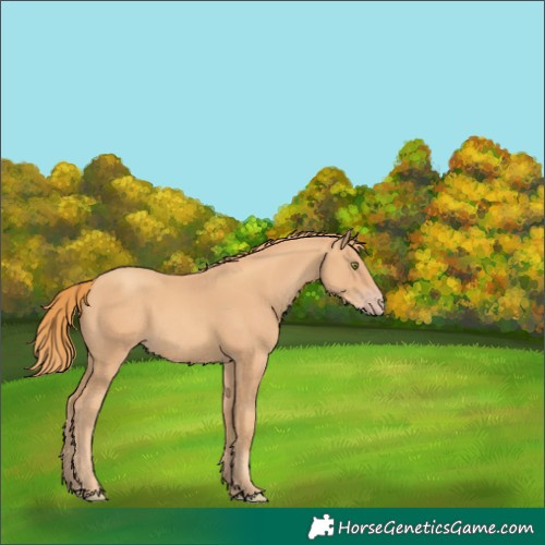 Horse Color:Gold Champagne 