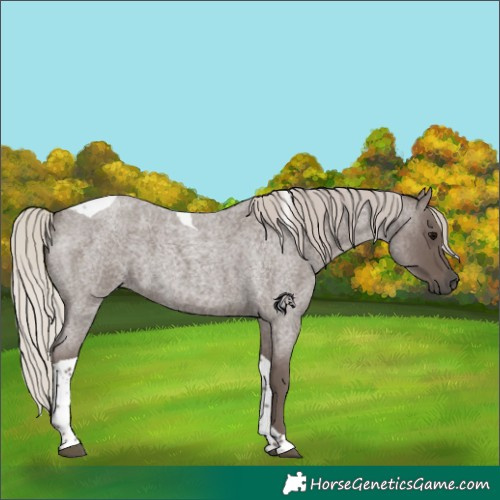 Horse Color:Silver Blue Roan Tobiano 