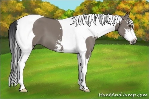 Horse Color:Grullo Sabino Tobiano 