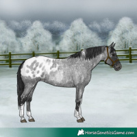 Horse Color:Blue Roan Tobiano Appaloosa 