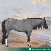 Horse Color:Blue Roan Tobiano