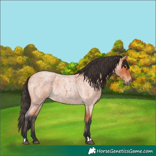 Horse Color:Bay Roan 