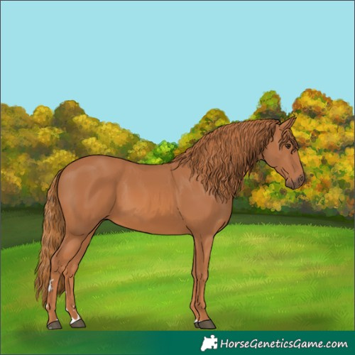 Horse Color:Chestnut 