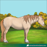 Horse Color:Gold Champagne Dun 