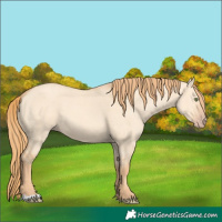 Horse Color:Gold Champagne Dun 