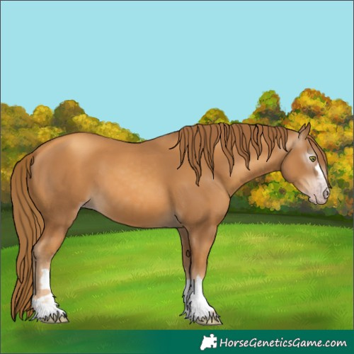 Horse Color:Gray Gold Champagne 