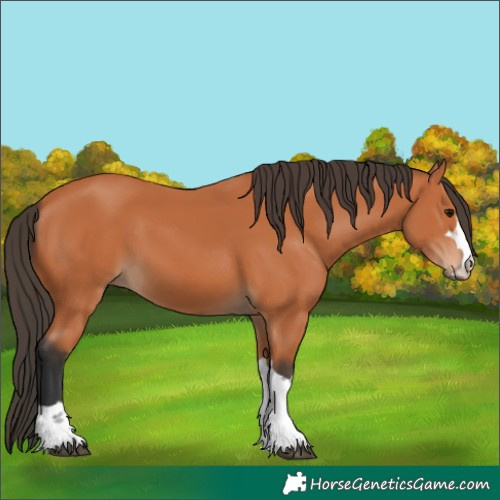 Horse Color:Bay 
