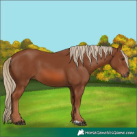 Horse Color:Chestnut 