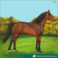 Horse Color:Bay 