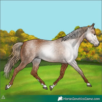 Horse Color:Gray Chestnut
