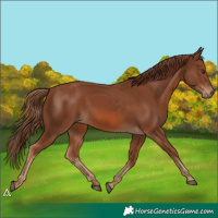 Horse Color:Chestnut 
