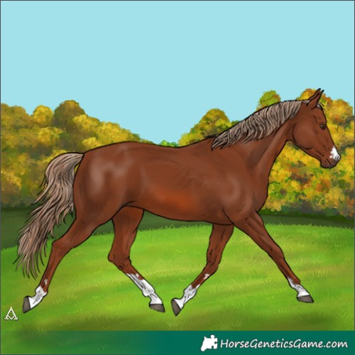 Horse Color:Chestnut 