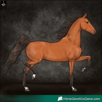 Horse Color:Bay 
