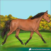 Horse Color:Bay 