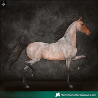 Horse Color:Bay Roan 