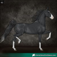 Horse Color:Black Splash Rabicano 