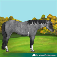 Horse Color:Blue Roan Tobiano 