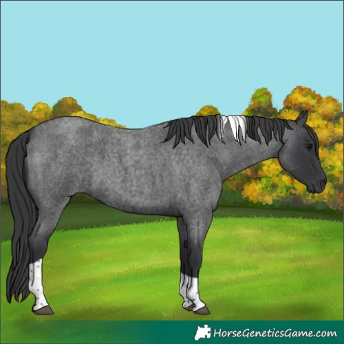 Horse Color:Blue Roan Tobiano 