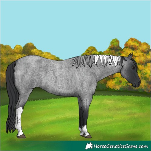Horse Color:Blue Roan Tobiano