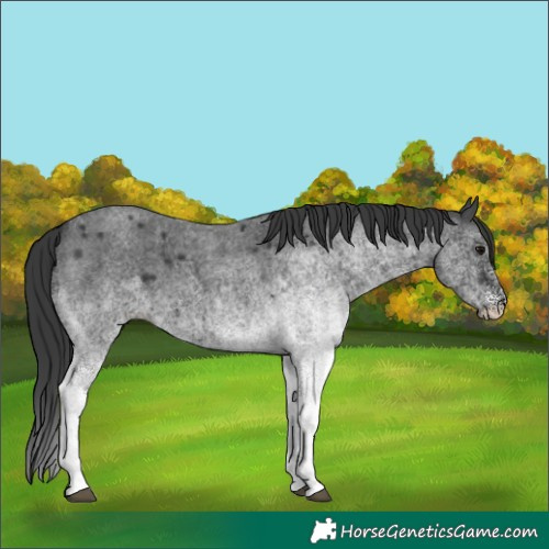 Horse Color:White Spotted Blue Roan 