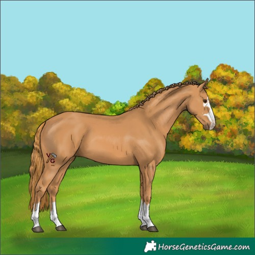 Horse Color:Chestnut 